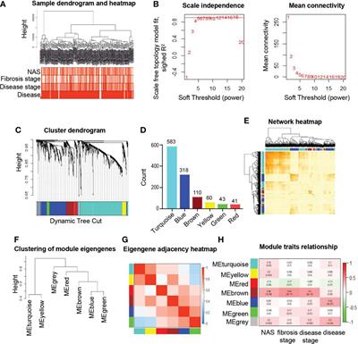 Comprehensive analysis of endoplasmic reticulum-related and secretome gene expression profiles in the progression of non-alcoholic fatty liver disease